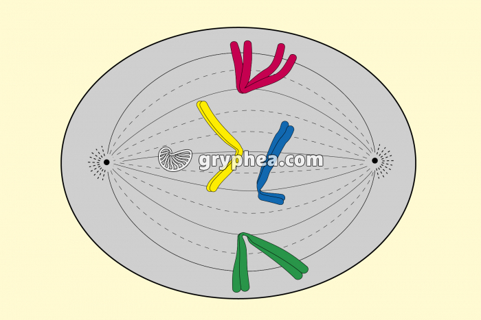 Mitose animale - Métaphase - gryphea.org